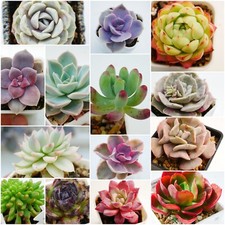 Named Succulent Leaves Variety Pack for Propagation x 10, Leaves Bundle