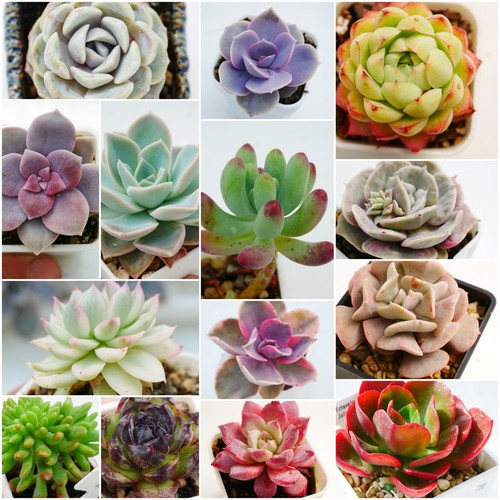 4cm named succulent - 4cm, plants