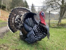 Norfolk Bronze Turkey Eggs (6)