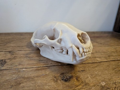 Badger skull printed - 3d,