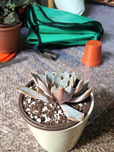Live potted echeveria - live,