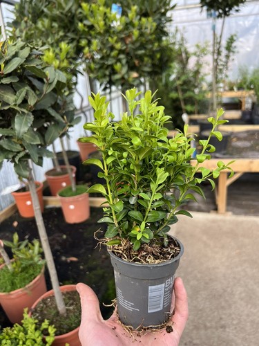 Box hedging plant hardy - 5,