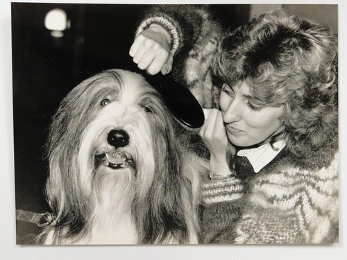 Bearded collie buster - bearded,