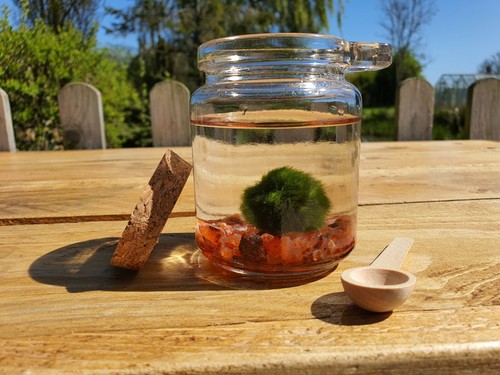 Moss ball pet carnelian - &,