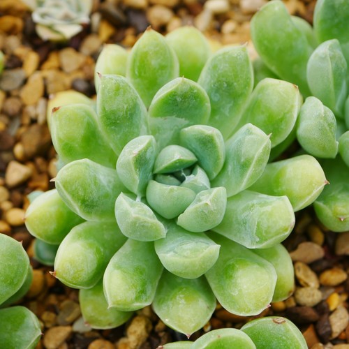 Echeveria abidrop 5cm - echeveria,