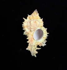 Chicoreus Venustulus  40.1 mm