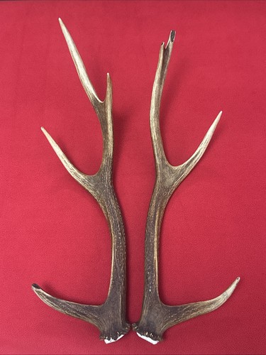 Pair sika deer antlers - of,