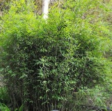 1lt Bamboo Fargesisa Murielae