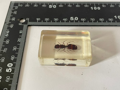 Vintage collectible ant - ant, clear