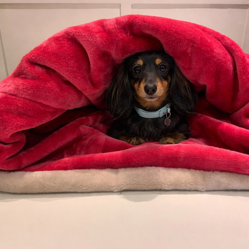 Snuggle sack large dachshund - snuggle,