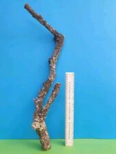CORK BARK BRANCH 58CM LEOPARD