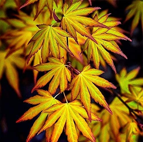 Acer palmatum katsura - acer,