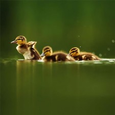 WWF Mallard Ducklings Card