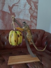 Taxidermy Rare Super Cute