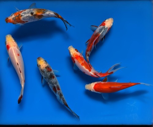 Goldfish 5 shubunkin - 4",