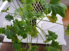 Philodendron 'Xanadu'  Indoor