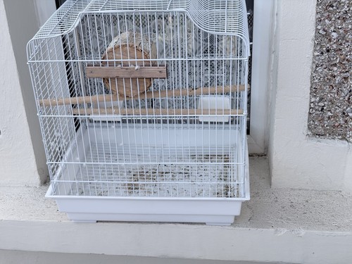 White wire bird - bird, cage