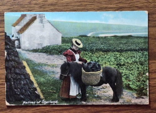 Natives shetland pony and - shetland,,
