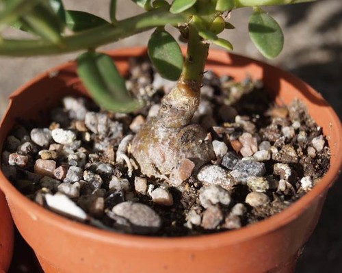 Talinum caffrum plant in 8cm - plant,