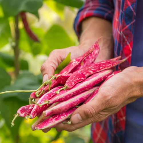 Climbing beans borlotto - climbing,