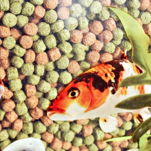 Rainbow pellets 350g to - pellets, (350g