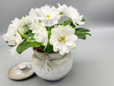 African Violet 'N Vera'  apple