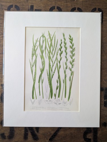 Antique 1870s anne pratt - antique, fern