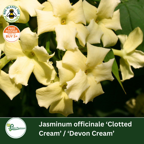 Jasminum officinale clotted - officinale,