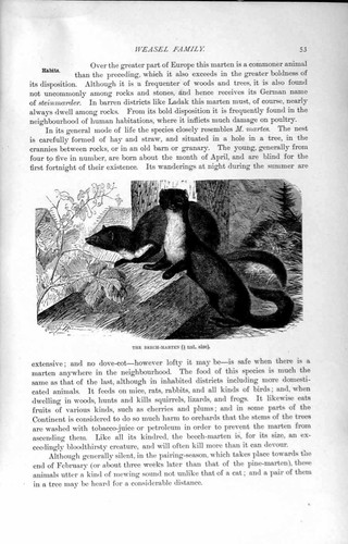 Original old antique print - original,