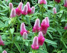 Trifolium rubens 'Red