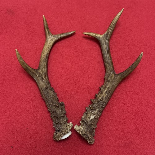 Pair roe deer antlers - of,