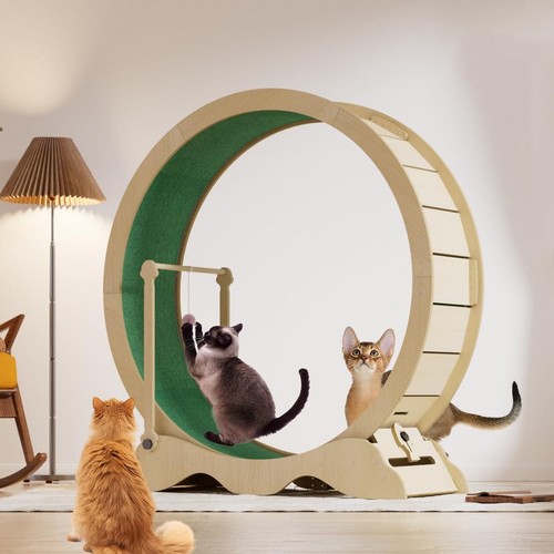 Cat treadmill wheel cats - treadmill,