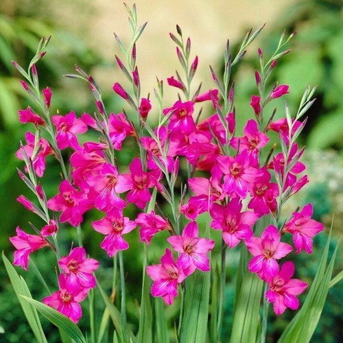 Gladioli byzantinus sword - 10, byzantinus-sword