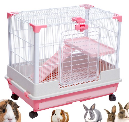 Indoor floors guinea pig - indoor,