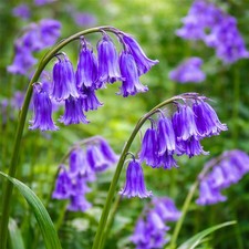 30 English Bluebell Garden