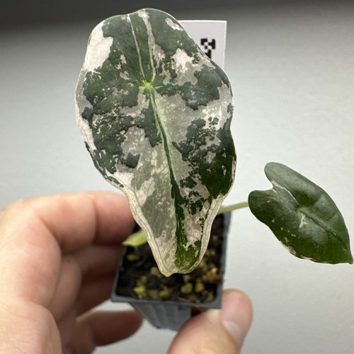 Alocasia nobilis pink - alocasia,