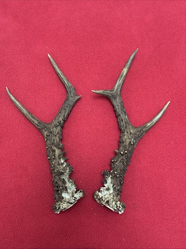 Pair roe deer antlers - pair,