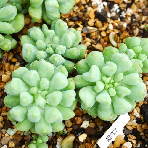 Echeveria heart ball 4cm - 4cm, plant