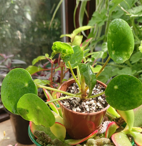 Chinese money plant - money,