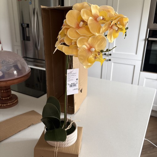 New next orchid - next,