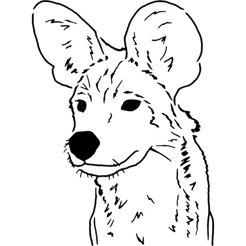 African wild dog face - wild, face'