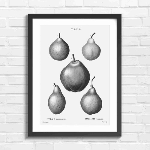 Vintage botanical pear - vintage,