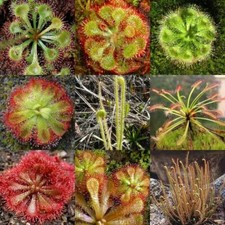 DROSERA IN MIX - 20 CARNIVOROUS PLANT SEEDS