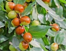 3 Ber Apple Famous Indian