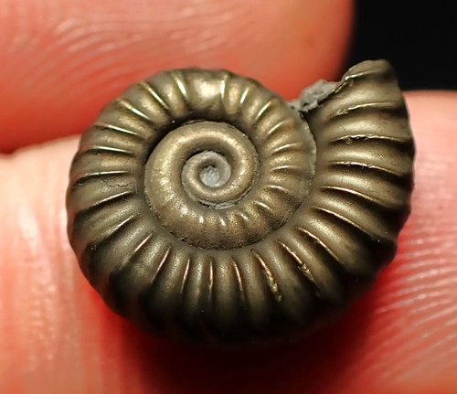Promicroceras pyritosum
