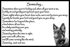 Black German Shepherd Alsatian