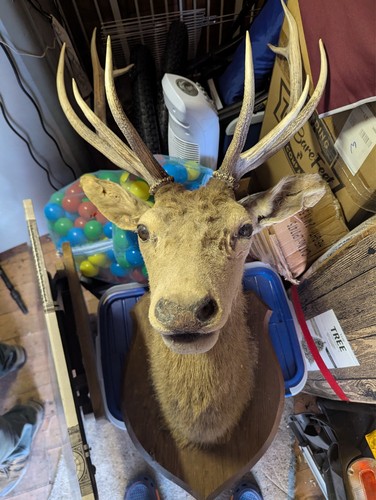 Stag head wall mount - wall, taxidermy
