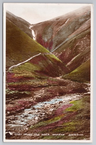 Rppc grey mares - tail, moffat