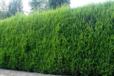 10 x 4Ft Evergreen Bushy LEYLANDII TREES Brabant Hedging Conifers Fast Grow