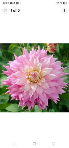 Dahlia sir alf ramsey - sir,